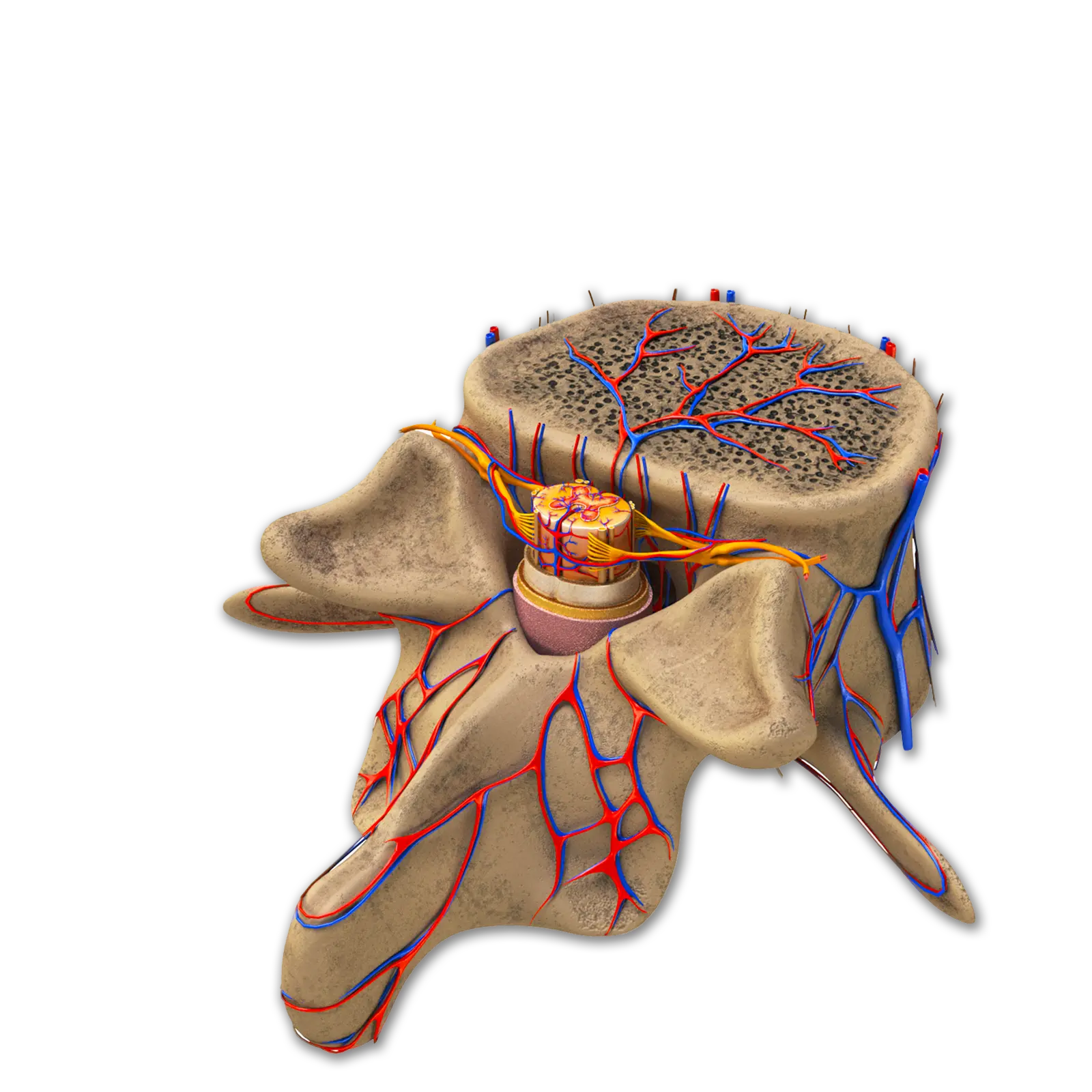 Consentiments Informats | Societat Catalana de Neurocirurgia