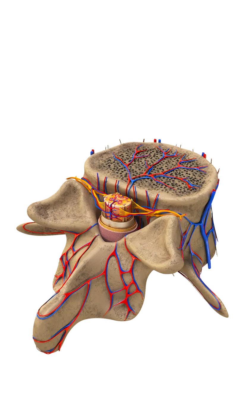 Societat Catalana de Neurocirurgia