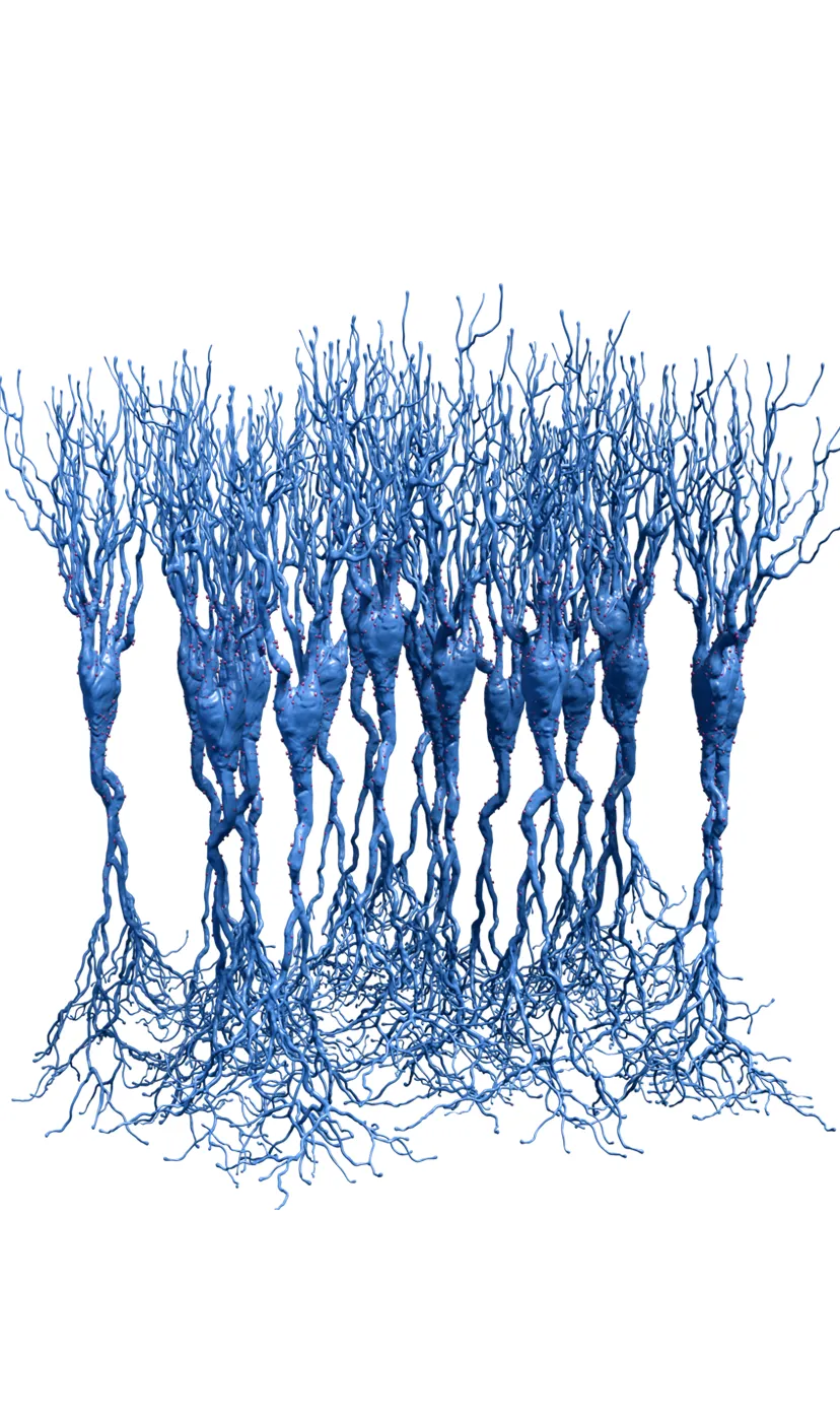 Societat Catalana de Neurocirurgia