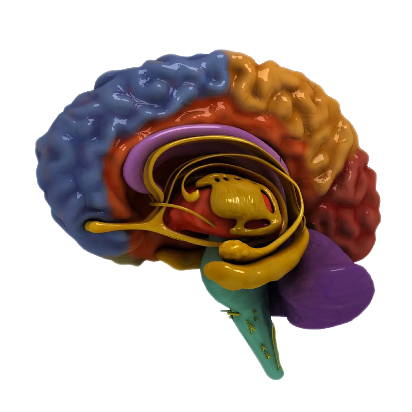 La Societat Catalana de Neurocirurgia