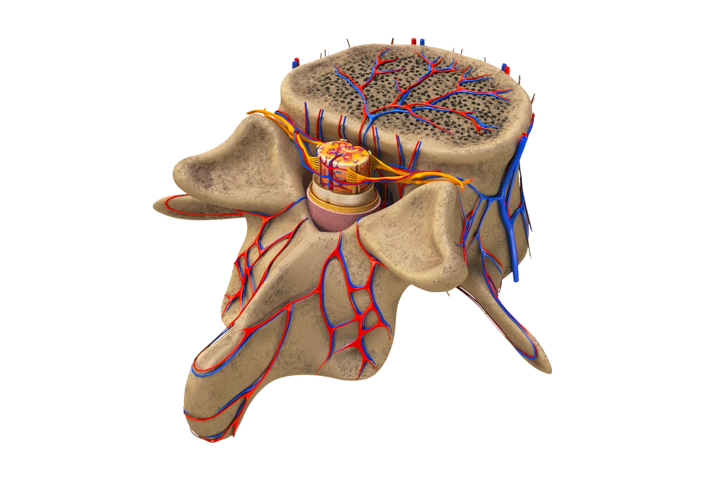 Societat Catalana de Neurocirugia