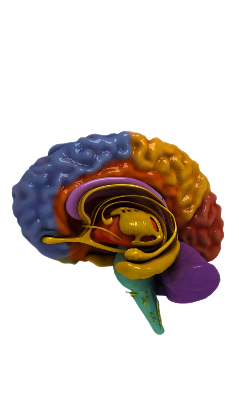 Societat Catalana de Neurocirurgia